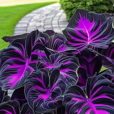 dutch908 on Instagram: "Calathea couture purple 💜" Calathea Couture, Purple Tips, Fantasy Ideas, Large Flower Arrangements, Diy Outdoor Decor, Flower Art Images, Pretty Plants, May 31, Craft Activities