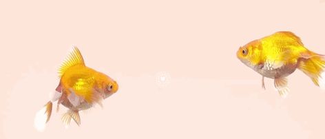 Cute golden fish animation gif Goldfish Animation, Fish Swimming Animation, Fish Swimming Gif, Goldfish Gif, Swimming Gif, Fish Animation, Fish Gif, Moving Gif, Oranda Goldfish