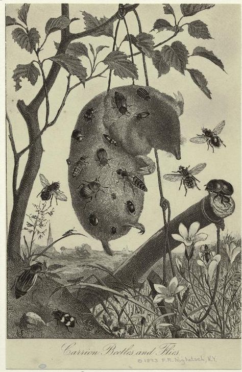 One of hundreds of thousands of free digital items from The New York Public Library. Insects Illustration, Entomology Illustration, Leather Painting, Entomology Art, Morning Stretch, Insect Print, Engraving Printing, Bug Art, Fine Photography