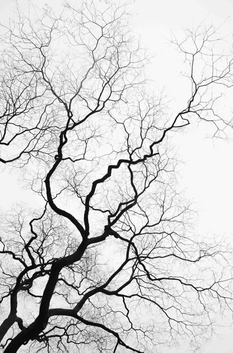 Gnarly Tree, Black White Nature, Tree Branch Tattoo, Side Neck Tattoo, Tree Tattoos, Branch Tattoo, White Nature, Bare Tree, Tree Images