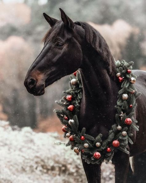 Christmas Shooting, Equine Photography, Photography Inspo, Christmas Wreath, Wreath, Horses, Photography, Christmas, Black