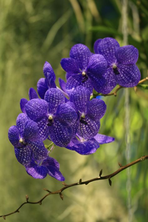 Blue vanda Hanging Orchid, Flowers Photography, Blue Flowers, Indoor Plants, Orchids, Purple, Plants, Flowers, Photography