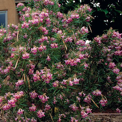 Dessert Willow - native, hummingbird attractor. shrub/privacy. Chilopsis linearis (Desert Willow) - Fine Gardening Plant Guide Dessert Willow Tree, Chilopsis Linearis, Desert Willow Tree, Desert Yard, Colorado Gardening, Texas Trees, Drought Tolerant Trees, Texas Plants, Texas Native Plants