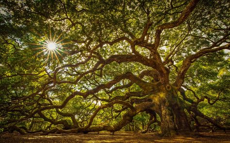 Tree About 1100 Years Old A Massive Oak Tree On John’s Island South Carolina United States Hd Tv Wallpaper For Desktop Laptop Tablet And Mobile Phones 3840×2400 #4K #wallpaper #hdwallpaper #desktop Angel Oak Tree, Angel Oak Trees, Oak Tree Tattoo, Angel Oak, Live Oak Trees, Unique Trees, Tree Wallpaper, Tree Forest, Tree Tattoo