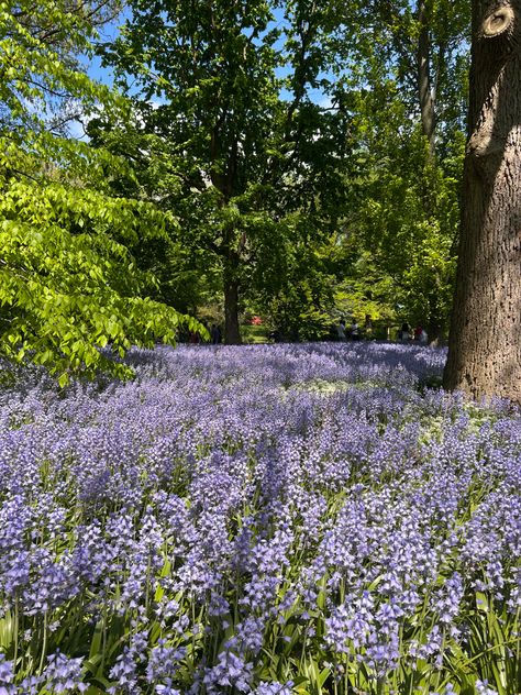 Brooklyn Botanical Garden, Brooklyn Botanic Garden, Blue Hill, Little Bo Peep, Bo Peep, Divine Light, Figure Drawing Reference, Lavender Fields, Botanical Garden