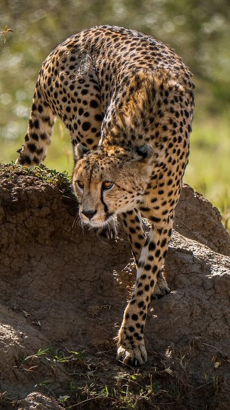 Cheetah on a rock Drawing Cheetah, Cheetah Cake, Cheetah Pictures, African Animals Photography, Cheetah Photos, Cheetah Drawing, Nails Cheetah, Cheetah Tattoo, Cheetah Art