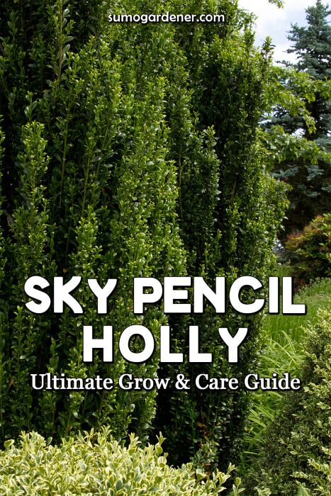 Sky Pencil Japanese Holly, Pencil Japanese Holly, Pencil Holly In Planter, Sky Holly Pencil, Pencil Holly, Holly Trees, Japanese Holly Sky Pencil, Sky Pencil Holly Privacy Hedge, Holly Bushes Front Yard