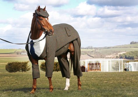 You sleigh. | Here's A Racehorse In A Three-Piece Tweed Suit And Matching Cap Horse Suit, Beautiful Horses Photography, Horse Pics, Horse Costumes, Black Horses, Grey Horse, Baby Horses, Appaloosa Horses, Funny Horse