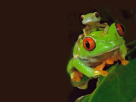 Free Frog Wallpaper download - Animals Town Red Eyed Tree Frog, Frog Wallpaper, Frog Pictures, Funny Frogs, Frog Art, Tree Frog, Red Eye, Frog And Toad, Tree Frogs