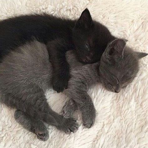 Kittens, White, Black