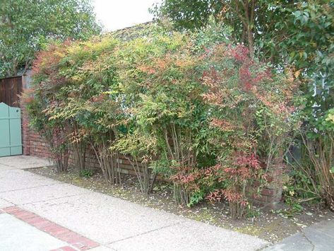 Heavenly bamboo as privacy hedge along driveway. Heavenly Bamboo, Nandina Domestica, Privacy Landscaping, Lawn Edging, Evergreen Plants, Cool Landscapes, Summer Sunset, Modern Landscaping, Desert Landscaping