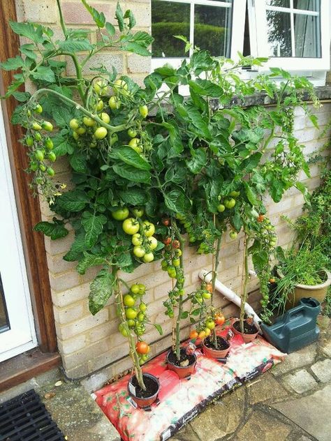 Bag garden Vegetable Garden Pots, Vertical Kitchen Garden, Kitchen Vegetable Garden, Vertical Kitchen, Tomatoes In Containers, Growing Tomatoes In Containers, Vertical Vegetable Garden, Vertical Gardening, Permaculture Design