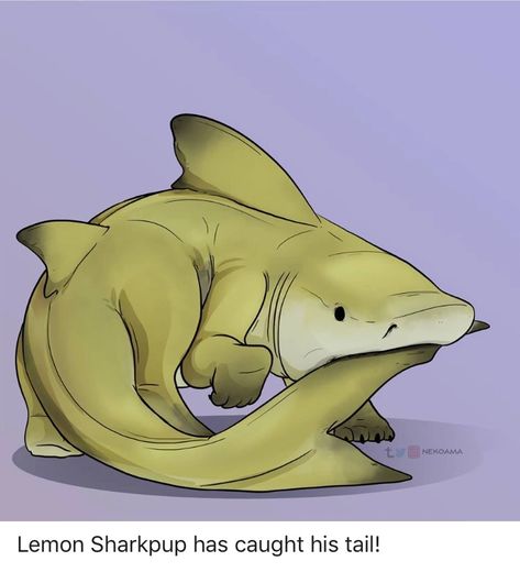 Shark Creature Design, Dog Shark, Spooky Creatures, Lemon Shark, Shark Stuff, Shark Drawing, Mlp Memes, Mystical Animals, Shark Art