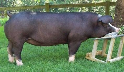 Hereford Pigs, Pig Breeds, Cattle Farming, Pig Farming, This Little Piggy, Hereford, Farm Yard, Gorillaz, Pigs