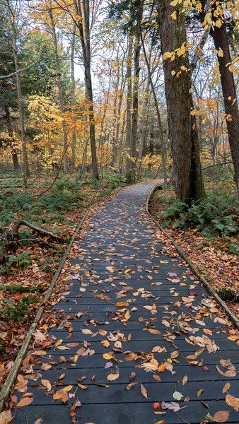 Ontario Hiking, Hiking Ontario, New Jersey Hiking Trails, Bush Bay Hiking Trail, Hamilton Waterfalls Ontario, Ontario Parks, Hiking Aesthetic, Canada Travel Guide, Lake Ontario