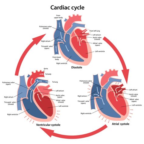 Simple Heart Diagram, Water Cycle Diagram, Cycle Drawing, Heart Structure, Relationship Diagram, Cardiac Cycle, Heart Diagram, Nitrogen Cycle, Mitral Valve