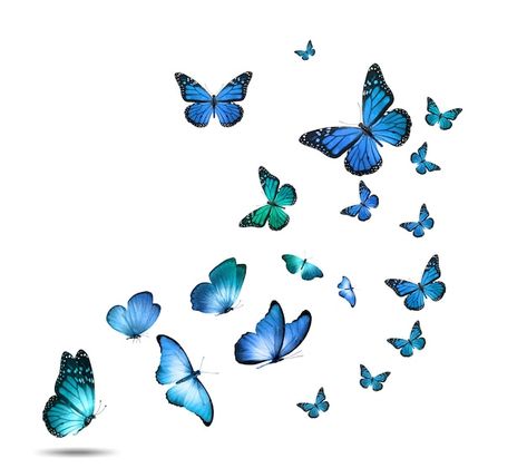 A flock of colorful flying butterflies i... | Premium Photo #Freepik #photo #colorful-butterfly #blue-butterfly #butterfly-flying #butterfly-wings Flying Butterflies, Beautiful Butterfly Pictures, Background High Quality, Free Clipart Images, Butterfly Images, Butterfly Clip Art, Adobe Photoshop Elements, Butterfly Photos, Tilt Shift