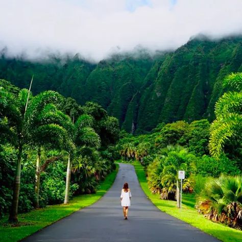 Botanical Garden Oahu, Hawaii Landscape, Oahu Hikes, Hawaii Itinerary, Oahu Vacation, Oahu Travel, Moving To Hawaii, Hawaii Travel Guide, Hawaii Surf