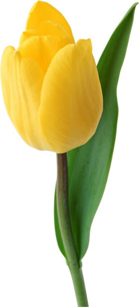 Tulip Bud, Nagomi Art, Tulips Images, Hd Flowers, Tulip Festival, Yellow Tulips, Flower Therapy, Tulips Flowers, Trees And Shrubs