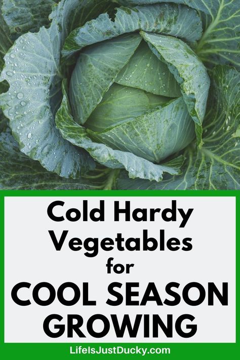 When to plant cool season vegetables in your vegetable garden. And why it matters. How to know when it is time to plant in the soil in your backyard garden or small homestead. For spring gardening and Fall gardens too. A list of 22 cold weather crops. Cool Weather Vegetable Garden, Vegetables To Plant In January, Fruit And Vegetable Growing Seasons, Winter Sowing Vegetables Zone 6, How To Prepare Garden For Winter, Growing Vegetables At Home, Funny Vegetables, Square Foot Gardening, Garden Quotes