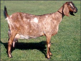 Anglo Nubian - British Goat Society Indian Goat, Anglo Nubian Goats, Meat Goats, Nubian Goats, Types Of Goats, Goat Breeds, Nubian Goat, Boer Goats, Dog Anatomy