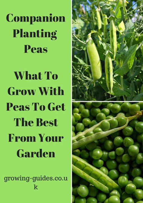 Companion Planting Peas | Growing Guides Peas Companion Planting, Garden In Minecraft, Eggplant Companion Plants, Nitrogen Fixers, Planting Peas, Lavender Companion Plants, Strawberry Companion Plants, Companion Planting Chart, Tomatoes In Containers