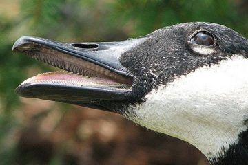 Do Ducks Have Teeth Male Duck, Duck Species, Muscovy Duck, Pet Ducks, Bird Seed, Tropical Birds, Beautiful Creatures, Ducks, Birds