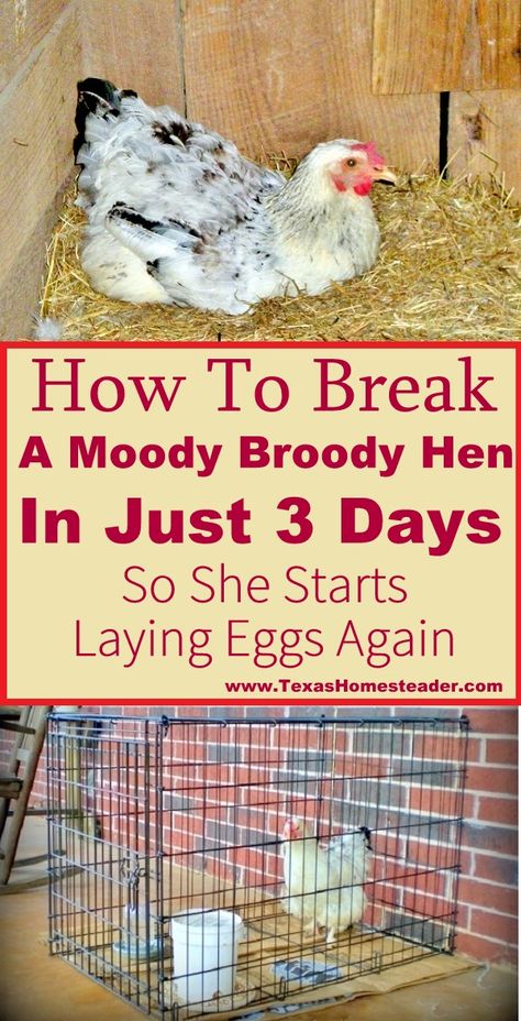 Even with no rooster a hen can go broody & stop laying eggs. See what we did to successfully & quickly break the Moody Broody Hen! #TexasHomesteader Broody Hen Coop Diy, Homemade Chicken Feeder, Broody Hen, Chicken Tips, Yard Animals, Chicken Yard, Chicken Raising, Backyard Coop, Homesteading Animals