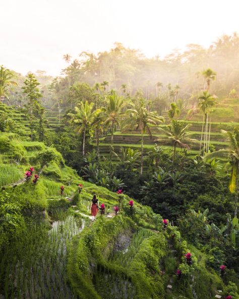 Ubud Itinerary, Bali Places To Visit, Bali 2023, Ubud Palace, Bali Girls, Scooter Rental, Bali Itinerary, Bali Travel Guide, Chasing Waterfalls