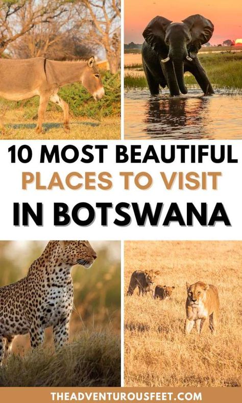 Botswana Travel, Botswana Safari, Chobe National Park, Africa Travel Guide, Okavango Delta, List Ideas, African Safari, Best Places To Visit, Africa Travel