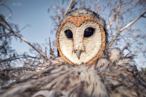 Barn Owl Costume, Diy Owl Mask, Mask Paper, Owl Mask, Owl Costume, Cosplay Idea, Mask Aesthetic, 2024 Halloween, Handmade Costumes