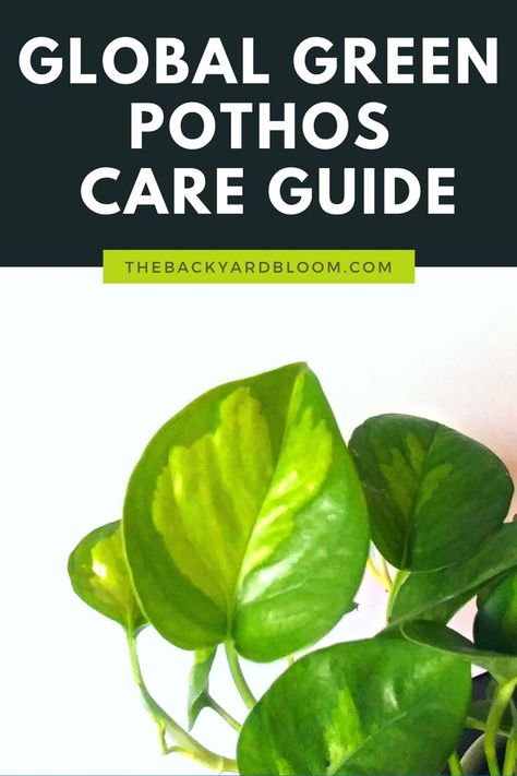 Global Green Pothos Care Guide Global Green Pothos, Pathos Plant, Pothos Care, Pothos Plant Care, Plant Care Guide, Household Plants, Green Tips, Pothos Plant, Houseplants Indoor