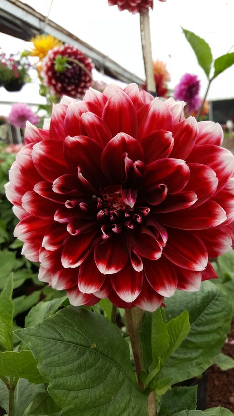 Flor roja Color Rojo, Dahlia, Plants, Quick Saves, Color, Art