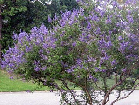 Chaste Tree Is a Summer-Blooming Delight Vitex Tree, Pruning Trees, Vitex Agnus Castus, Agnus Castus, Chaste Tree, Knockout Roses, Patio Trees, Contemporary Garden Design, Heart Flowers