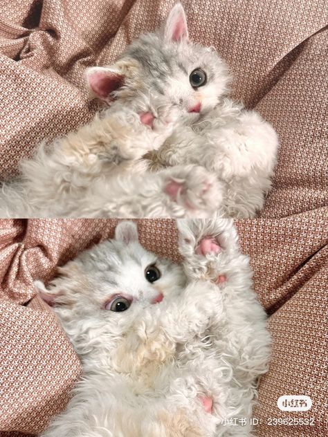 Curly Hair Kitten, Curly Furred Cat, Cute White Fluffy Cat, Curly Hair Cats Kitty, Curly Haired Cat, Cat Aesthetic Fluffy, Cat With Curly Fur, Curly Cat, Cute Hairless Cat