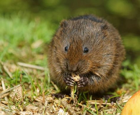 12 Natural Ways to Get Rid of Voles - Dre Campbell Farm Water Vole, Natural Repellent, Invasive Species, Tree Trunks, Plant Roots, Animal Sketches, Animal Welfare, Nature Wallpaper, Garden And Yard