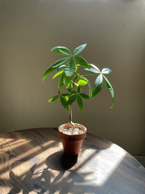 Pachira aquatica, money tree, plants, terracotta, perlite, tropical plant, house plant #terracotta #plant #moneytree #pot #houseplant #green #leaves #sunlight #fengshui Pachira Aquatica, Plant House, Money Tree, Money Trees, House Plant, Tropical Plants, Feng Shui, Green Leaves, House Plants