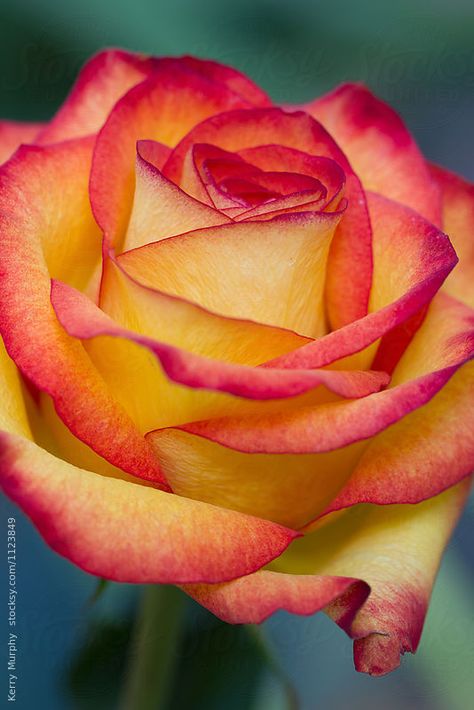 Macro of red and orange rose bloom Orange Red Roses, Red And Orange Roses, Coloured Roses, Rose Blooming, Roses Orange, Foto Macro, Love Rose Flower, Fleur Orange, Beautiful Flowers Photos