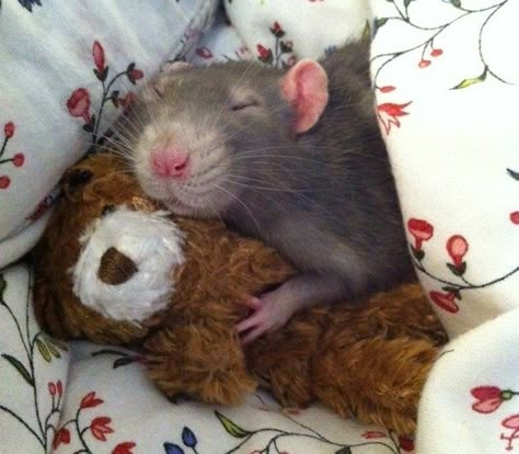 And so does this lil’ rat cuddling his favorite teddy bear. | 21 Small Animals That Deserve More Internet Love Stuffed Teddy Bear, Fancy Rat, A Rat, Cute Rats, Pet Rats, Appaloosa, Quarter Horse, Hamsters, Rodents