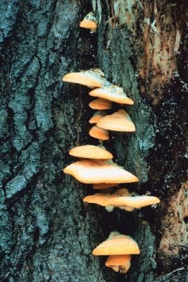 How to Grow Chicken of the Woods Mushrooms on Live Trees Chicken Of The Woods, Mushroom Spores, Mushroom Grow Kit, Mushroom Growing, Hollow Tree, Edible Mushrooms, Live Tree, Mushroom Fungi, Grow Kit