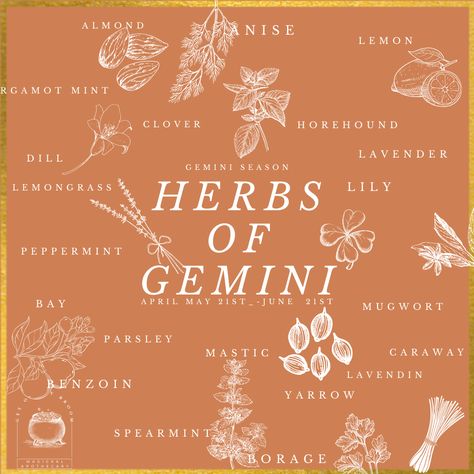 Gemini Associated herbs. They are said to help all the body parts Gemini rules and aid in channeling Gemini traits. Gemini Birthstone, June Gemini, Gemini Personality, Witch Symbols, Gemini Symbol, Gemini Art, Gemini Traits, Gemini Rising, Gemini Life