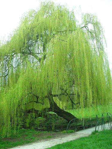 This tree has prettier hair than me Parisian Garden, Albizia Julibrissin, Weeping Willow Tree, Shade Perennials, Weeping Willow, Unique Trees, Green Tree, Nature Tree, Tree Forest