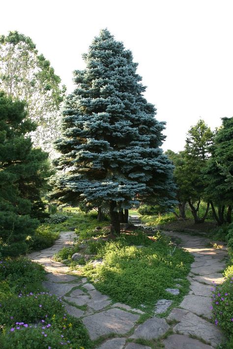 Blue Spruce Tree, Colorado Blue Spruce, The Spruce, Growing Hydrangeas, Hydrangea Garden, Tree Nursery, Planting Hydrangeas, Spruce Tree, Garden Shrubs