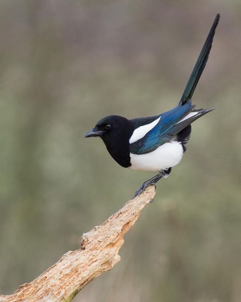 Magpie Reference, Eurasian Magpie, Magpie Art, Alfabet Font, Hand Painted Cat, Bird Sculpture, Love Illustration, Animal Sketches, Bird Pictures