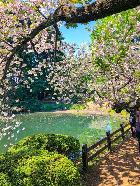 Frühling Wallpaper, Shinjuku Gyoen, Spring Scenery, Wallpaper Estetika, Beautiful Meaning, 패턴 배경화면, Pretty Landscapes, Urban Oasis, Spring Aesthetic