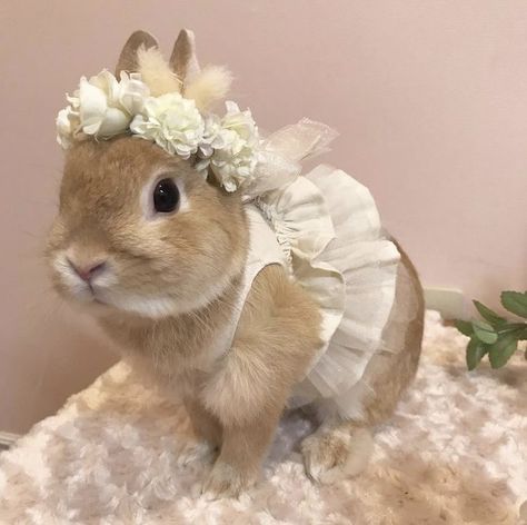 Coelho Aesthetic, Coquette Bunny, Dont Judge, Bunny Room, Pet Bunny Rabbits, Bunny Care, Cute Bunny Pictures, Cute Bunnies