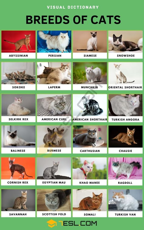 Types Of Cats Breeds, Cat Breeds List, Breeds Of Cats, Cat Breeds Chart, Cat Races, All Cat Breeds, Domestic Cat Breeds, Rare Cat Breeds, Popular Cat Breeds