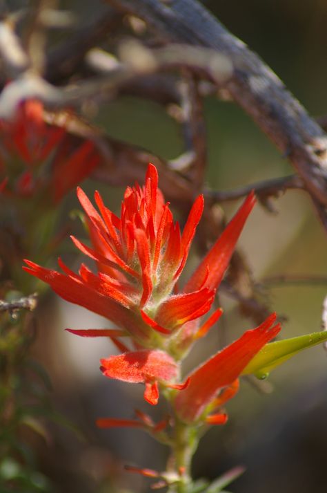 Indian Paintbrush Indian Paintbrush Aesthetic, Paintbrush Aesthetic, Indian Paintbrush Flowers, Indian Paintbrush, Love Flowers, Art Inspo, Utah, Tattoo Ideas, Colorado