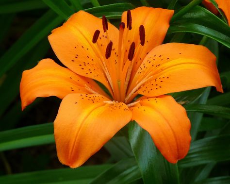 orange lily - for bridesmaid flower bouquet Flowers Name In English, Orange Lily Flower, Tiger Lily Flowers, Goats Beard, Orange Lily, Flower References, Tiger Lilies, Flower Reference, Stargazer Lily