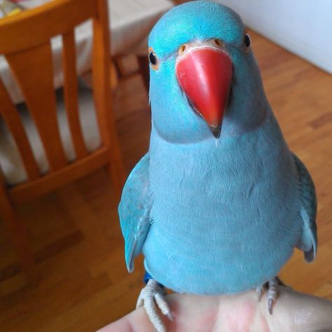 Parrot blue with a red beak Best Pet Birds, Ring Necked Parakeet, Ring Neck, Parrot Pet, Funny Parrots, Macaw Parrot, Flamingo Bird, Most Beautiful Birds, Bird Supplies